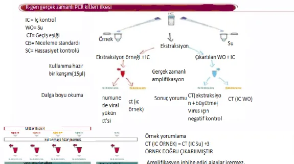 Şekil 3.2. RT-PCR ilkesi [104]. 