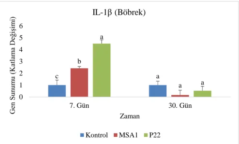 Grafik 4.2. MSA1 ve P22 uygulanmış gökkuşağı alabalığı yavrularının 30 gün sonunda  IL- IL-1β  gen  sunumlarında  böbrekte  meydana  gelen  değişimler