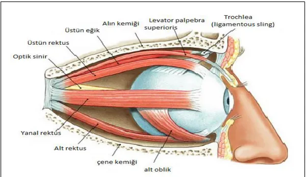 Şekil 1.9. Gözün Anatomisi 