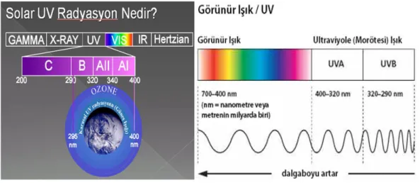 Şekil 1.2. Güneşin saldığı ultraviole radyasyonun dalgaboyu 