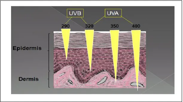 Şekil 1.3. Dalga boyuna bağlı olarak UV'nin farklı derinliklere etkisi   