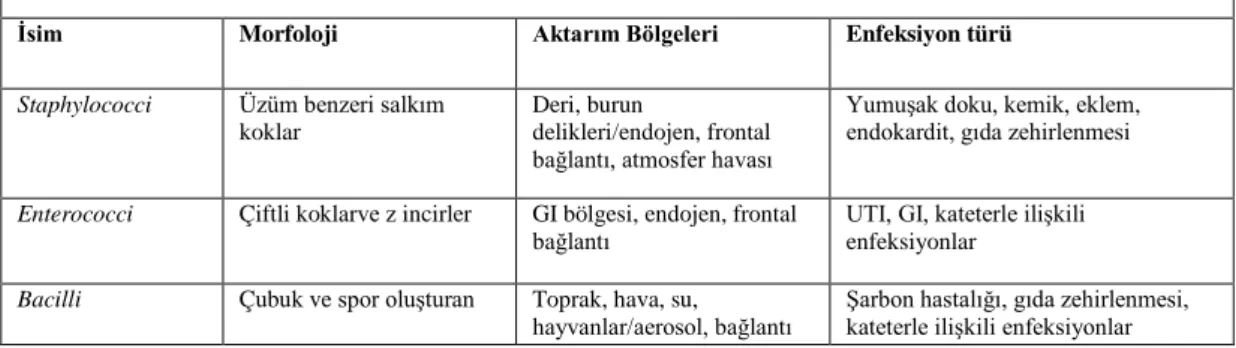 Tablo 3.1. Gram pozitif bakterilerin sınıflandırılması  