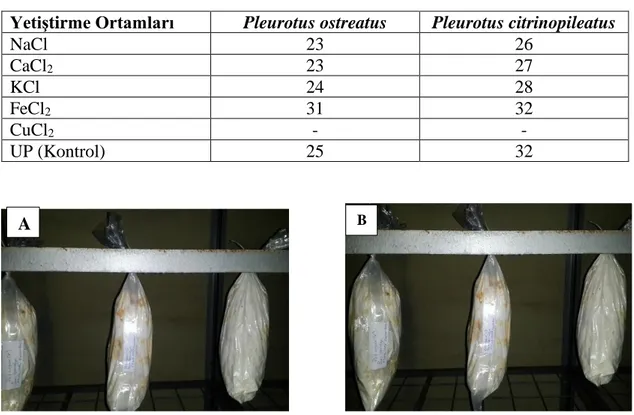 Tablo 4.1. Pleurotus ostreatus ve Pleurotus citrinopileatus’un incelenen ortamlar üzerindeki 