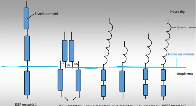 Şekil 1.1. Reseptör tirozin kinazlar 