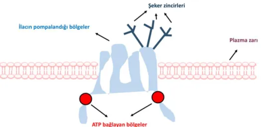 Şekil 1.2. P-glikoprotein yapısı