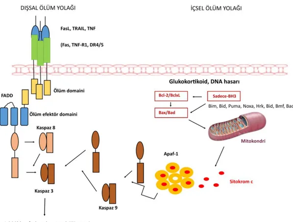 Şekil 1.4. Apoptotik sinyal iletim yolu aktivasyonu (kaspaz-bağımlı) 