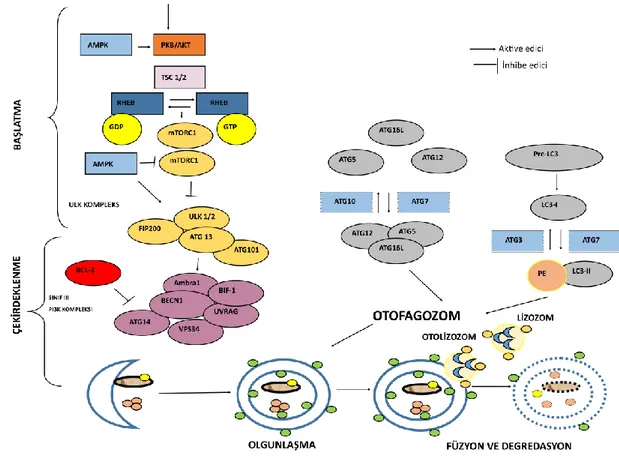 Şekil 1.5. Memelilerde otofaji regülasyonun moleküler mekanizması 
