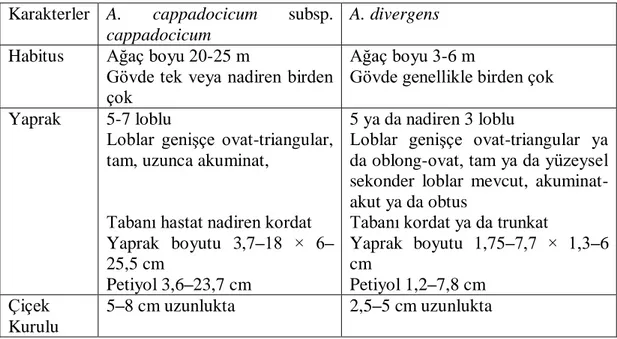 Tablo 3.2.  A. cappadocicum subsp. cappadocicum ile A. divergens’in karşılaştırılması  Karakterler  A
