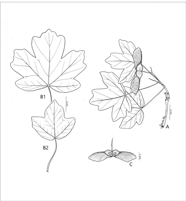 Şekil  3.7.  A.  campestre  subsp.  campestre;  A:  genel  görünüş,  B1-B2:  yaprak,  C:  meyve  