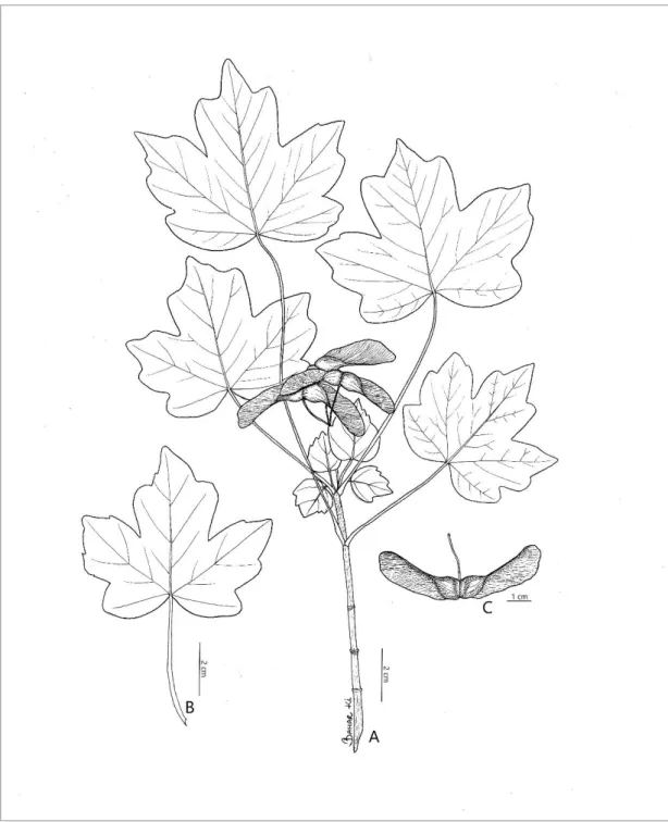 Şekil 3.8. A. campestre subsp. leiocarpum; A: genel görünüş, B: yaprak, C: meyve 