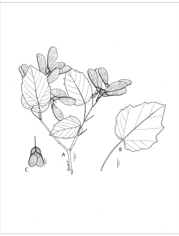 Şekil 3.1. A. tataricum subsp. tataricum; A: genel görünüş, B: yaprak, C: meyve 