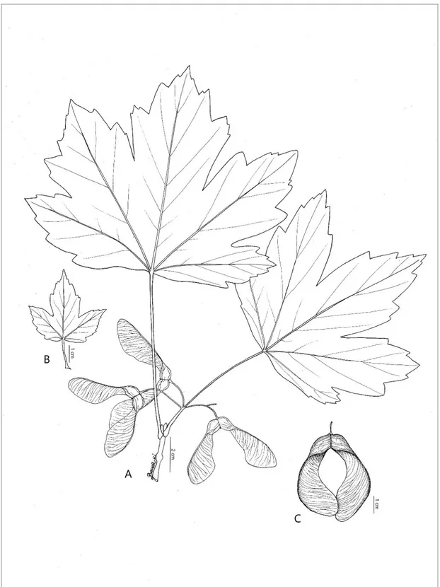 Şekil 3.2. A. heldreichii subsp. trautvetteri; A: genel görünüş, B: yaprak, C: meyve 