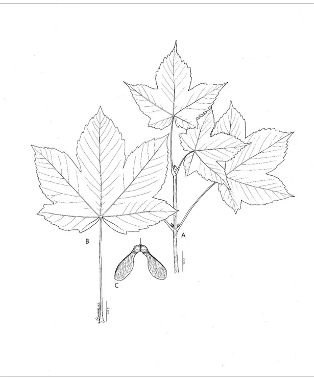 Şekil 3.3. A. pseudoplatanus; A: genel görünüş, B: yaprak, C: meyve 