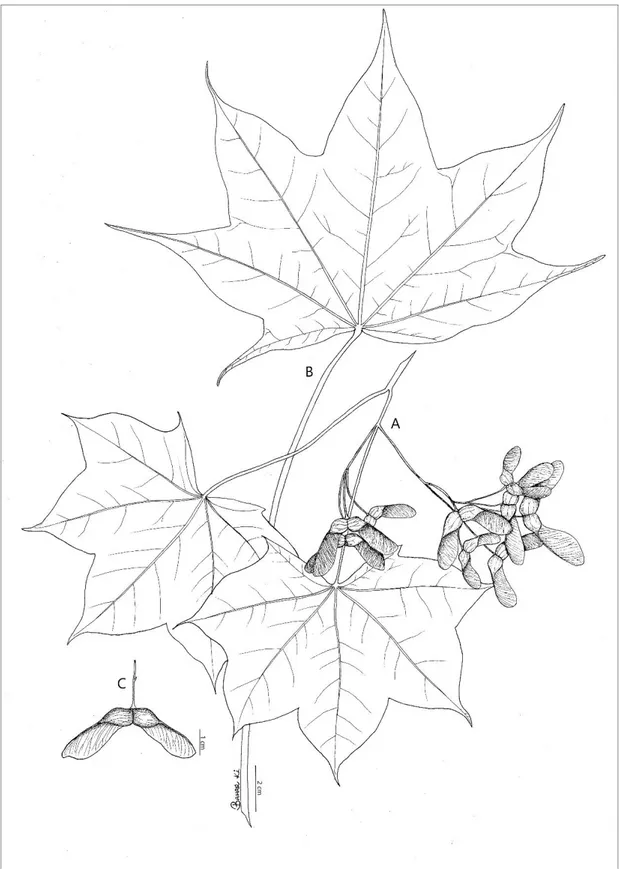 Şekil 4.4.  A. cappadocicum subsp. cappadocicum;  A:  genel görünüş, B:  yaprak, C:  meyve 
