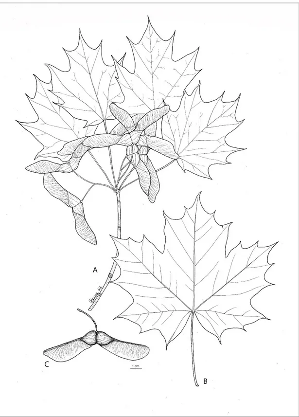 Şekil 4.5. A. platanoides subsp. platanoides; A: genel görünüş, B: yaprak, C: meyve 
