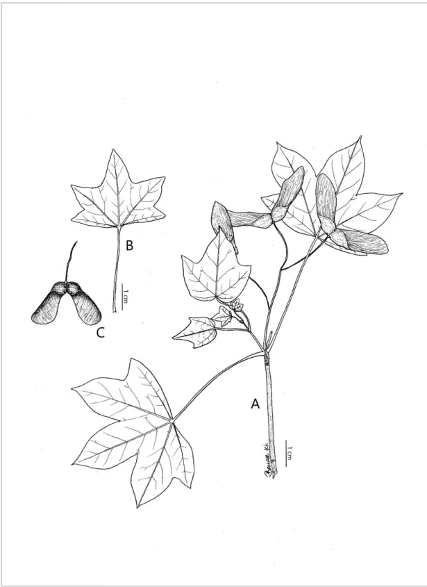 Şekil 3.6. A.divergens; A: genel görünüş, B: yaprak, C: meyve 