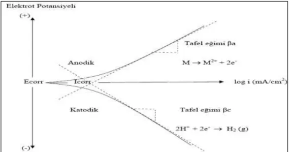 ġekil  1.3.  Anodik  ve  katodik  Tafel  eğrilerinin  korozyon  potansiyeline  ekstrapolasyonu  yöntemiyle  korozyon hızının belirlenmesi 