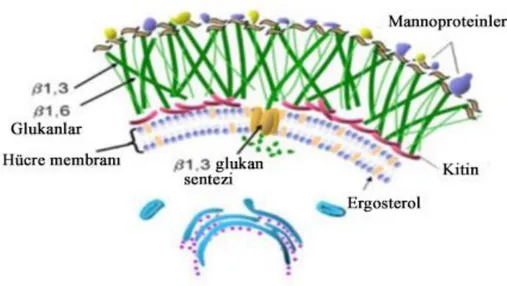 Şekil 2.2. Mantar hücre duvarının şematik yapısı (Muncro, 2010). 