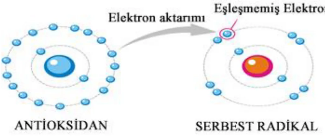 Şekil 2.3. Antioksidanların Serbest Radikalleri azaltması 