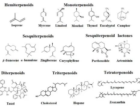 Şekil 2.5. Farklı  terpenoit sınıfları 