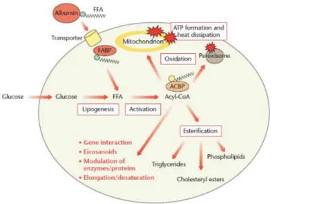 Şekil 1.5. Yağ asitlerinin metabolizması 