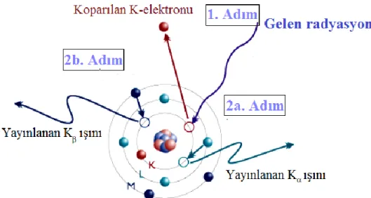 Şekil 3.4. Karakteristik X-ışınlarının oluşumu 