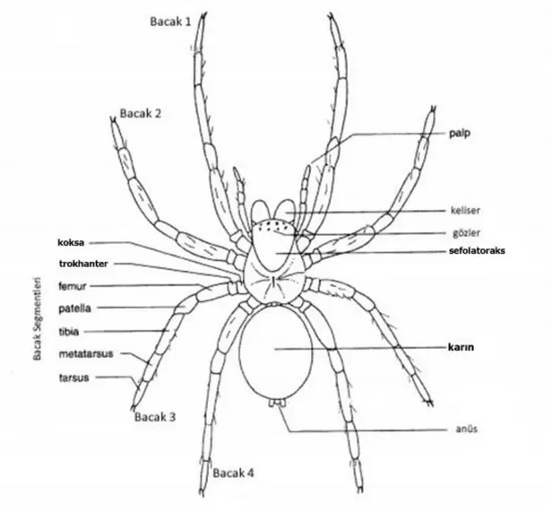 Şekil  1.1.  Örümcek  genel  görünümü  (Dippenaar-Schoeman  ve  Jocqué,  1997’den  değiştirilerek alınmıştır)