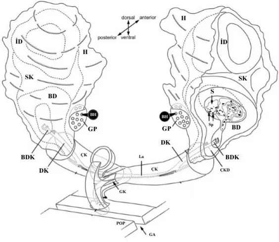 Şekil 1.8. Dişi örümcek genitalya şematik çizimi. (Burger vd. 2006’dan değiştirilerek  alınmıştır)