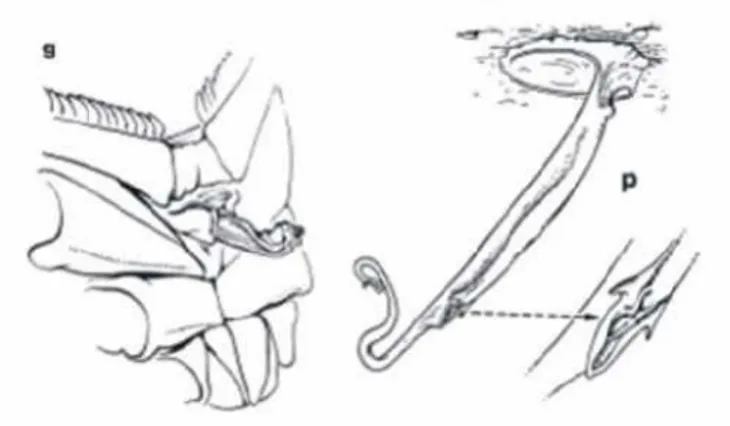 Şekil  1.4.  Erkek  akrepte  genital  operculum  ve  sperm  kesesi  (b)  spermatophore     (Lorurenco; 2000) 