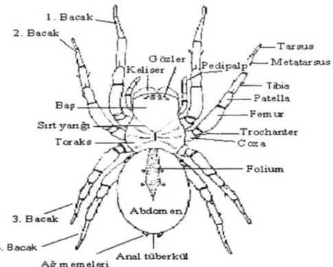 Şekil 1.1. Bir örümcegin vücut yapısının genel görünümü (Kesmezoğlu, 2004) 