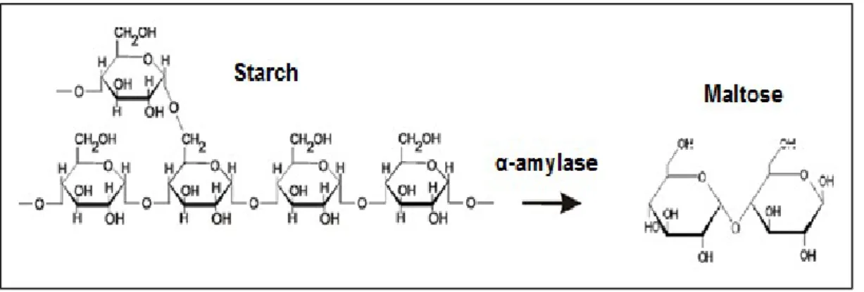 Şekil 1.1.  Nişastanın α-amilaz etkisiyle maltoza dönüşmesi (Pereira, 2014).