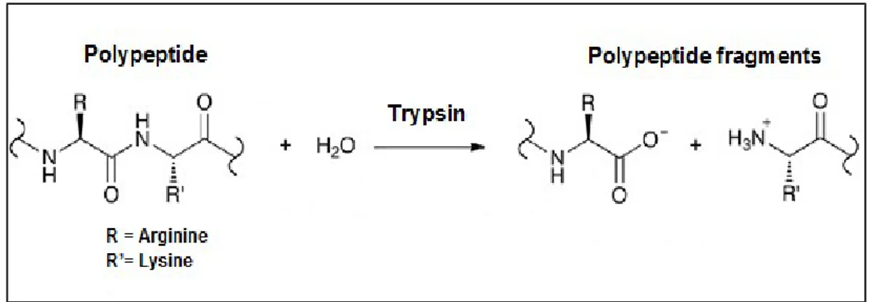 Şekil 1.3. Tripsin etkisiyle polipeptit parçalanması (Pereira, 2014).