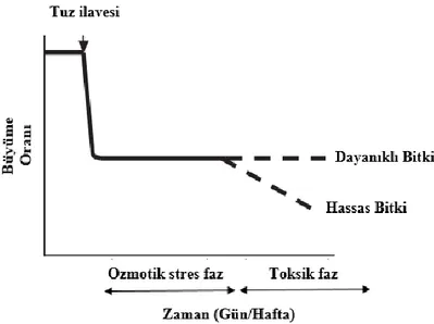Grafik 2.3.  Bitkilerde farklı genotiplerde gerçekleşen tuzluluk cevabının                                  büyüme oranına etkisi (Läuchli ve Grattan, 2007)