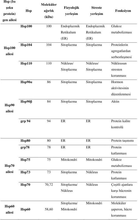 Tablo 2.5.  Isı şoku protein gen ailesi (Hsps) özellikleri (Wang vd., 2004) 