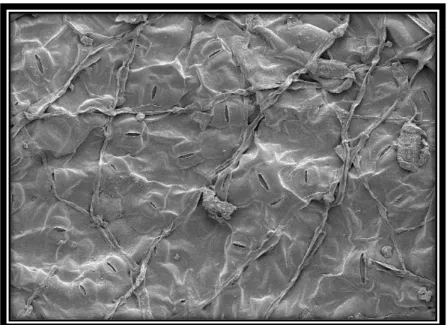 Şekil 2.3. Yaprak dorsal yüzeyi elektron mikroskobu görüntüsü 