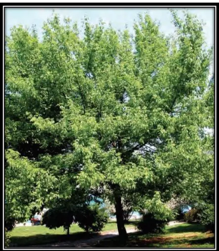 Şekil 2.4. Acer negundo L. genel habitusu (Mamıkoğlu, 2012) 