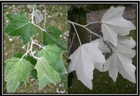 Şekil 2.9. Populus alba L. yaprak görüntüsü (URL-14, 2019) 