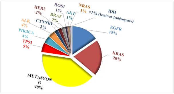 Şekil 1.4. Akciğer Adenokarsinomlarının mutasyon profili. 