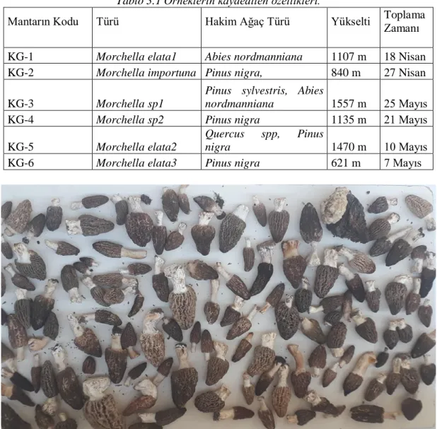 Tablo 3.1 Örneklerin kaydedilen özellikleri. 