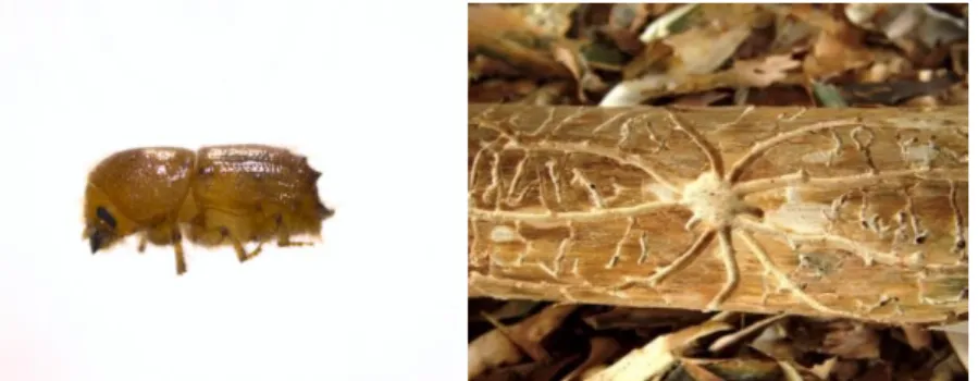 Şekil 3.12. Ips acuminatus (Gyll.) ergini ve yiyim yolu 