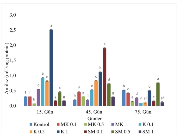 Grafik 4.6.  Meyan kökü (MK), kişniş (K) ve sinameki (SM) sulu metanol özütü ile 75 gün  boyunca beslenen gökkuşağı alabalıklarının amilaz değerlerinde meydana gelen  değişimler (mU/mg protein)
