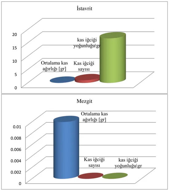 Şekil 4.2. İstavrit ve mezgitin levator operculi kasında incelenen kas sayısının, ortalama kas  ağırlığının, MS sayısının ve MS yoğunluğunun karşılaştırılmasını gösteren şema 