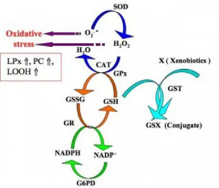 Şekil 1.2. Antioksidan savunma sistemi (Sahoo, 2011)  1. 5. 1. Süperoksit Dismutaz (SOD)  