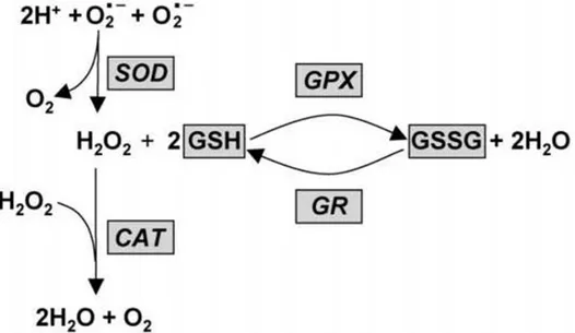 Şekil 1.3. Antioksidan enzimlerin serbest radikallere karşı etki mekanizması (Valle,  Oliver ve Roca, 2010)