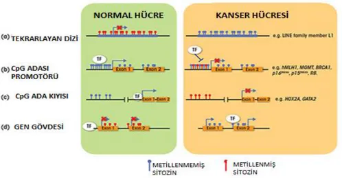 Şekil 1. Kolorektal kanserde DNA metilesyonu 