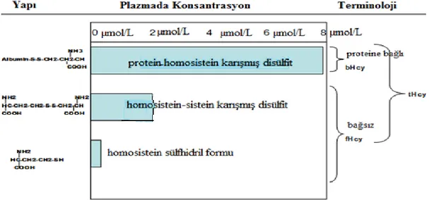 Şekil 3. Plazmadaki Homosistein Formları  