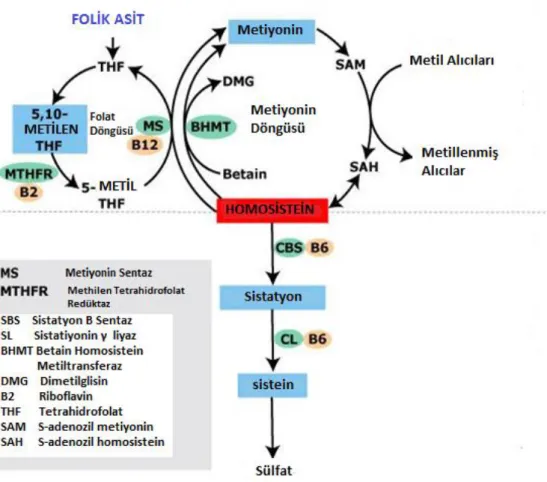 Şekil 4. Metiyonin-Homosistein metabolizması 