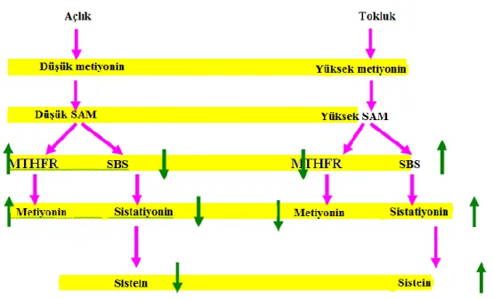 Şekil 5. Homosistein metabolizmasının düzenlenmesi 