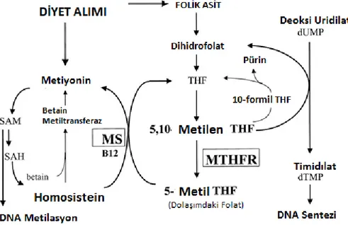 Şekil 6. DNA metilleme seviyesine homosisteinin etkileri 