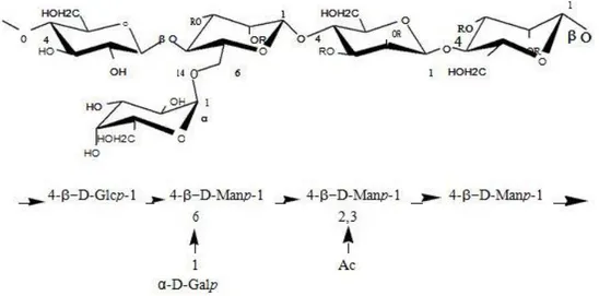 Şekil 3.8. İbreli ağaç galaktoglukomannanlarının (mannan) ana yapısı (Fengel ve Wegener                     1989; Sjöström 1993; Shimizu, 2001)